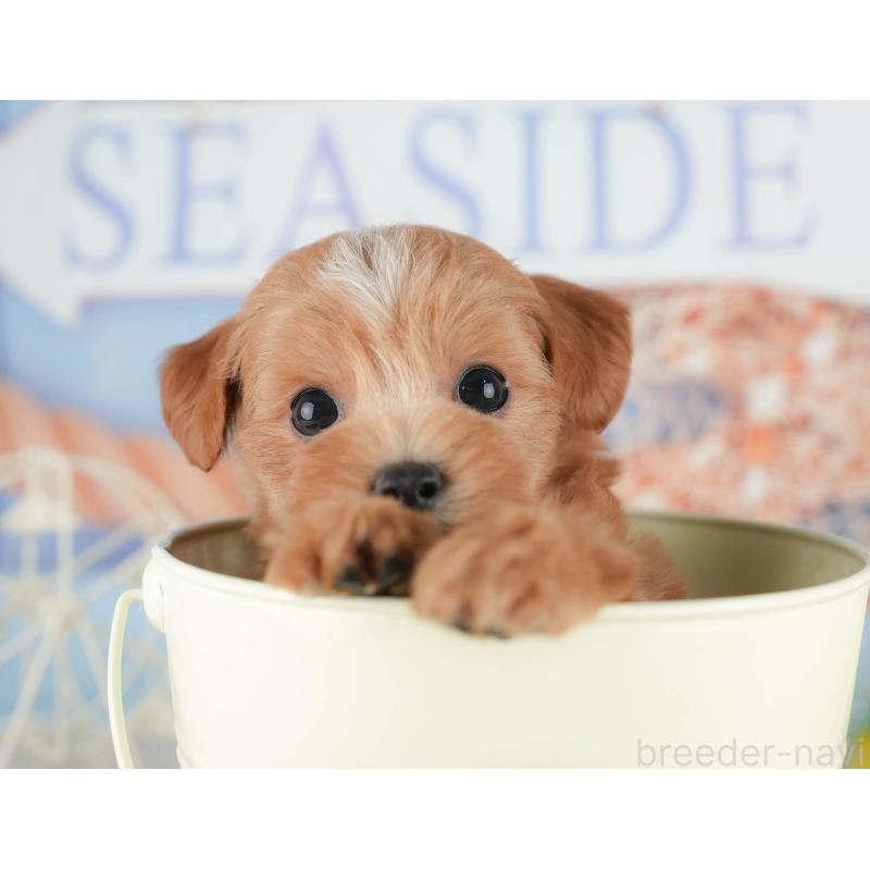 販売中の千葉県のマルプー:マルチーズ×トイプードル-422903の4枚目