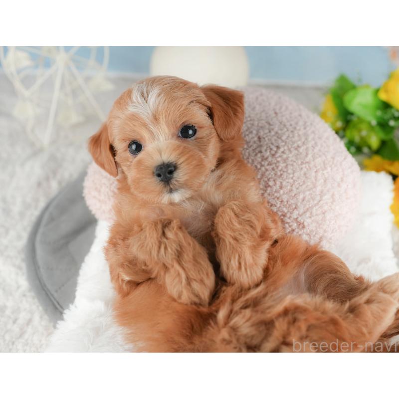 販売中の千葉県のマルプー:マルチーズ×トイプードル-422903の3枚目