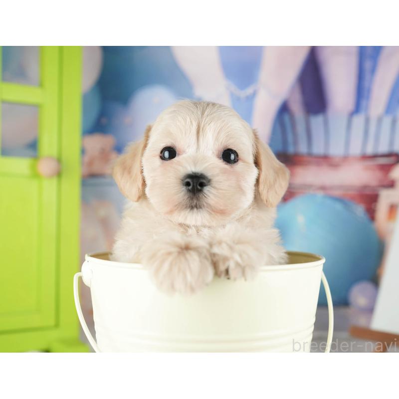 販売中の千葉県のマルプー:マルチーズ×トイプードル-422901