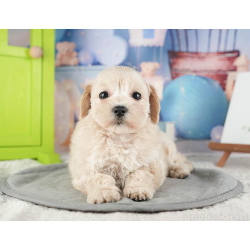 販売中の千葉県のマルプー:マルチーズ×トイプードル-422901の11枚目