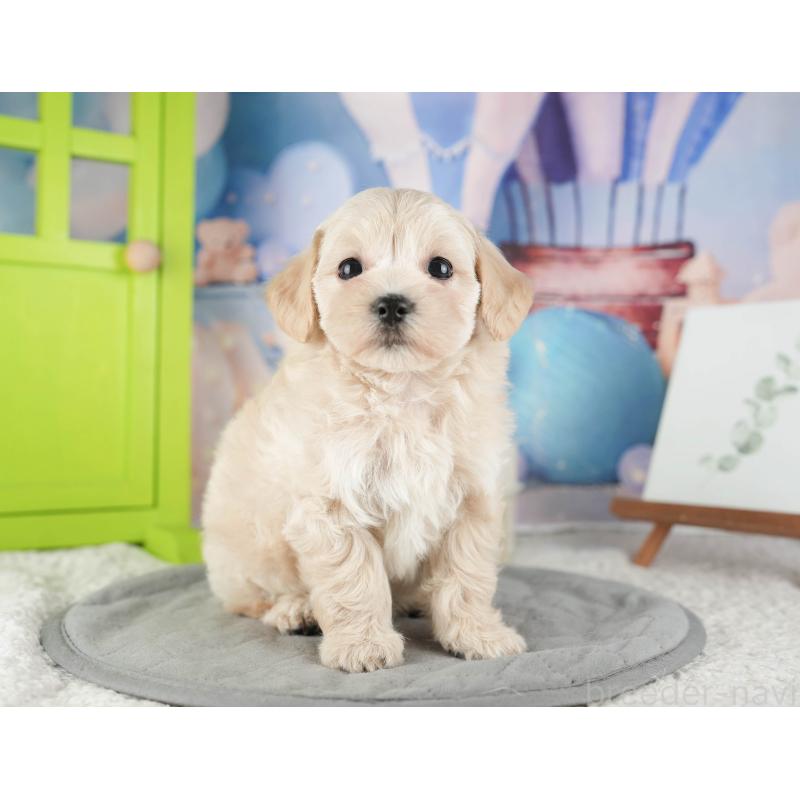 販売中の千葉県のマルプー:マルチーズ×トイプードル-422901の10枚目