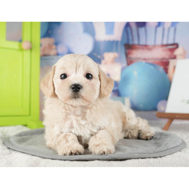 販売中の千葉県のマルプー:マルチーズ×トイプードル-422901の9枚目