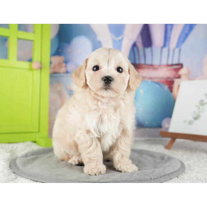 販売中の千葉県のマルプー:マルチーズ×トイプードル-422901の8枚目