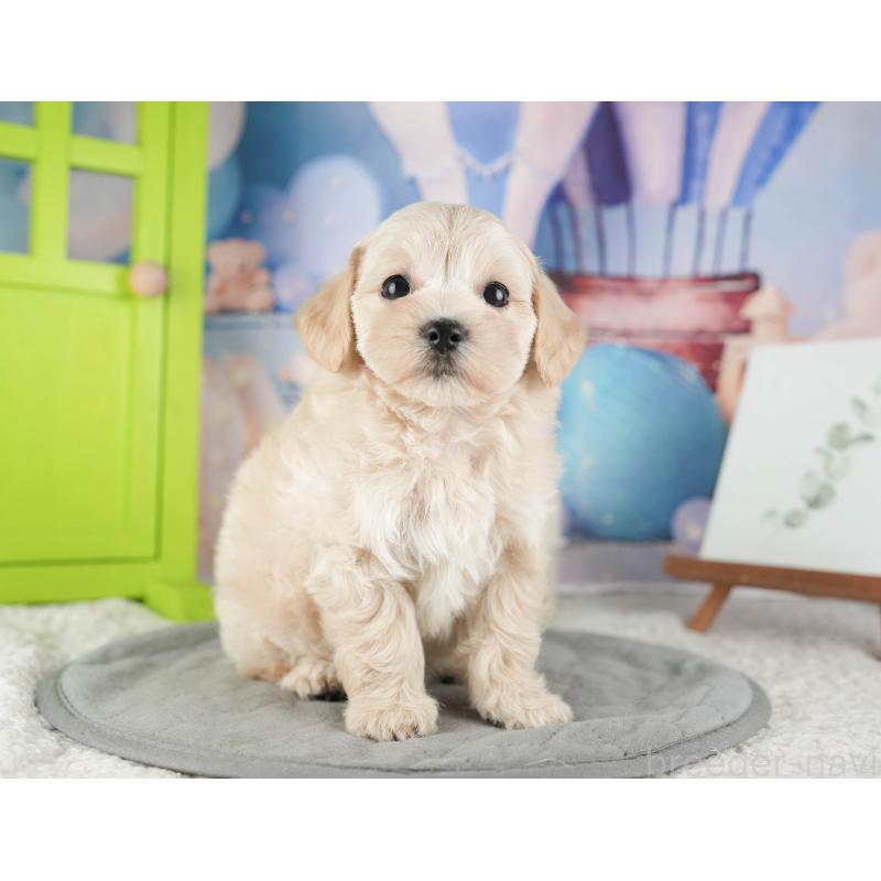 販売中の千葉県のマルプー:マルチーズ×トイプードル-422901の7枚目