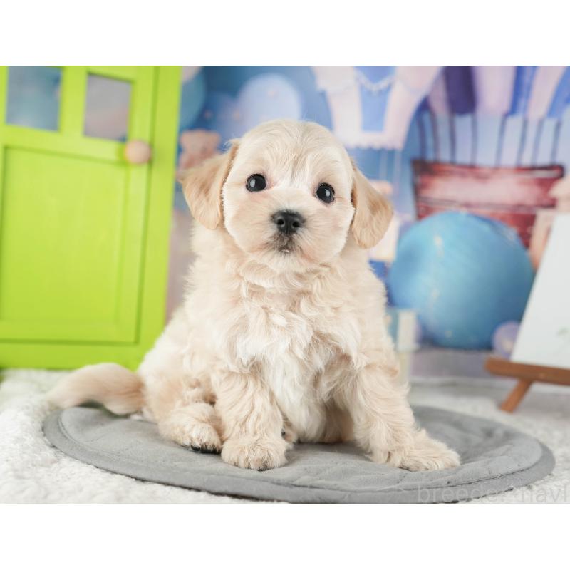 販売中の千葉県のマルプー:マルチーズ×トイプードル-422901の6枚目