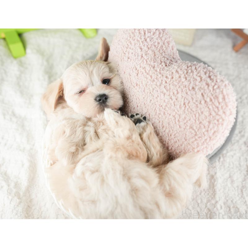 販売中の千葉県のマルプー:マルチーズ×トイプードル-422901の5枚目