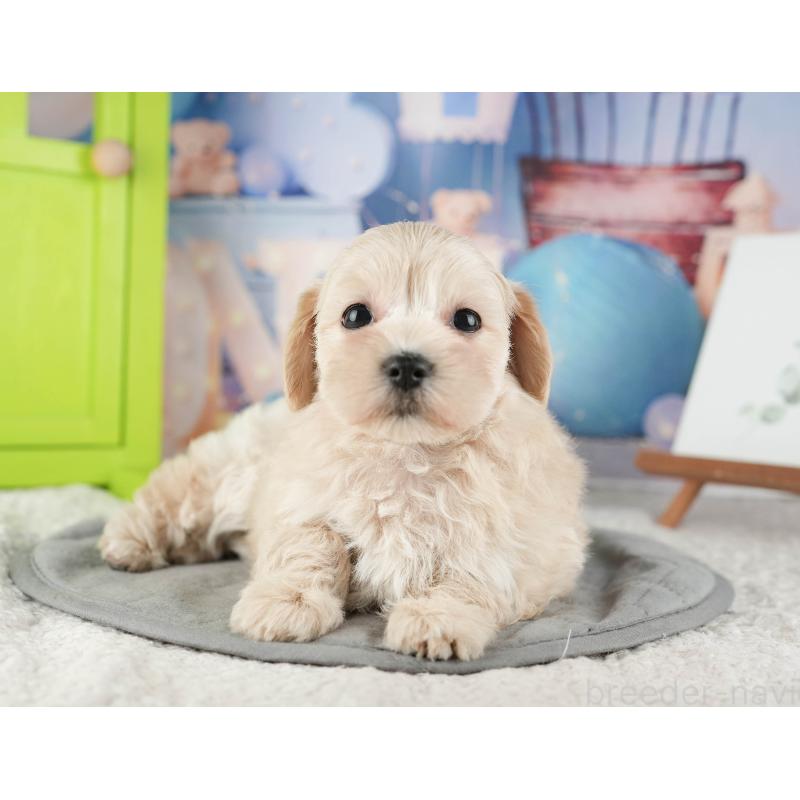 販売中の千葉県のマルプー:マルチーズ×トイプードル-422901の4枚目