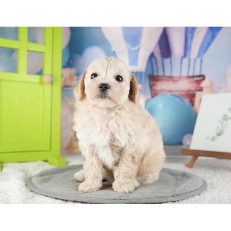 販売中の千葉県のマルプー:マルチーズ×トイプードル-422901の3枚目