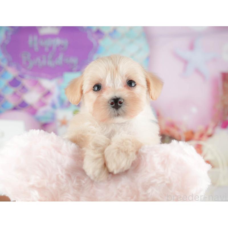 販売中の千葉県のマルプー:マルチーズ×トイプードル-422898の1枚目