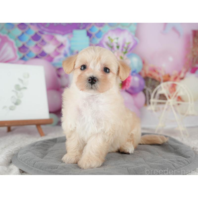 販売中の千葉県のマルプー:マルチーズ×トイプードル-422898の11枚目