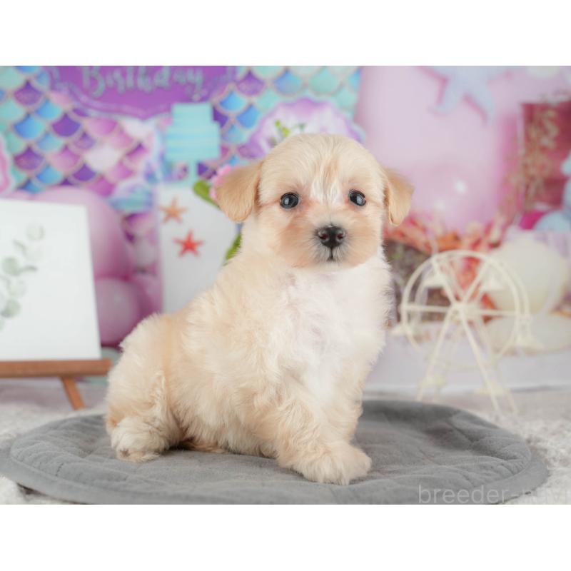 販売中の千葉県のマルプー:マルチーズ×トイプードル-422898の10枚目