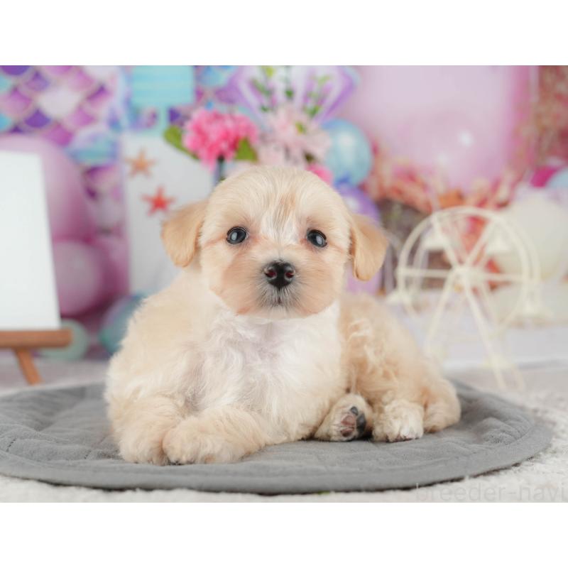 販売中の千葉県のマルプー:マルチーズ×トイプードル-422898の9枚目