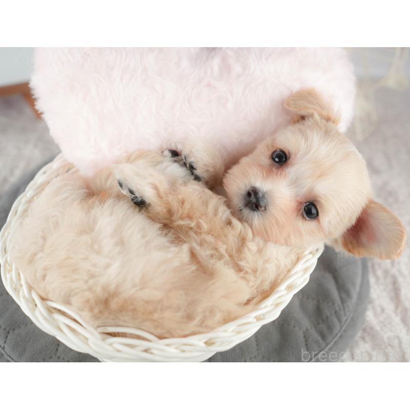 販売中の千葉県のマルプー:マルチーズ×トイプードル-422898の8枚目