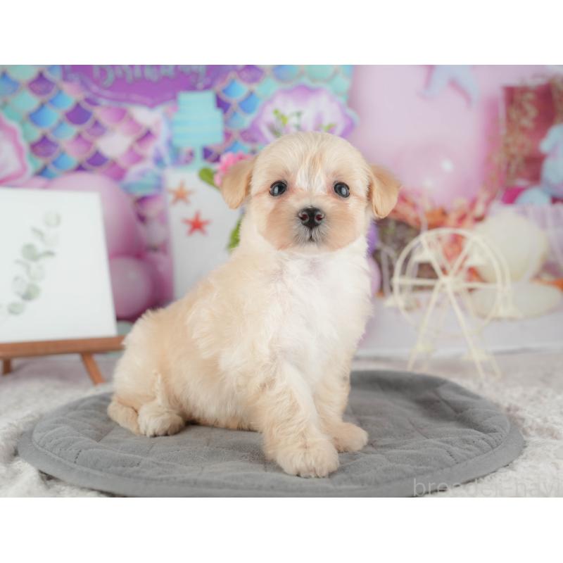 販売中の千葉県のマルプー:マルチーズ×トイプードル-422898の7枚目