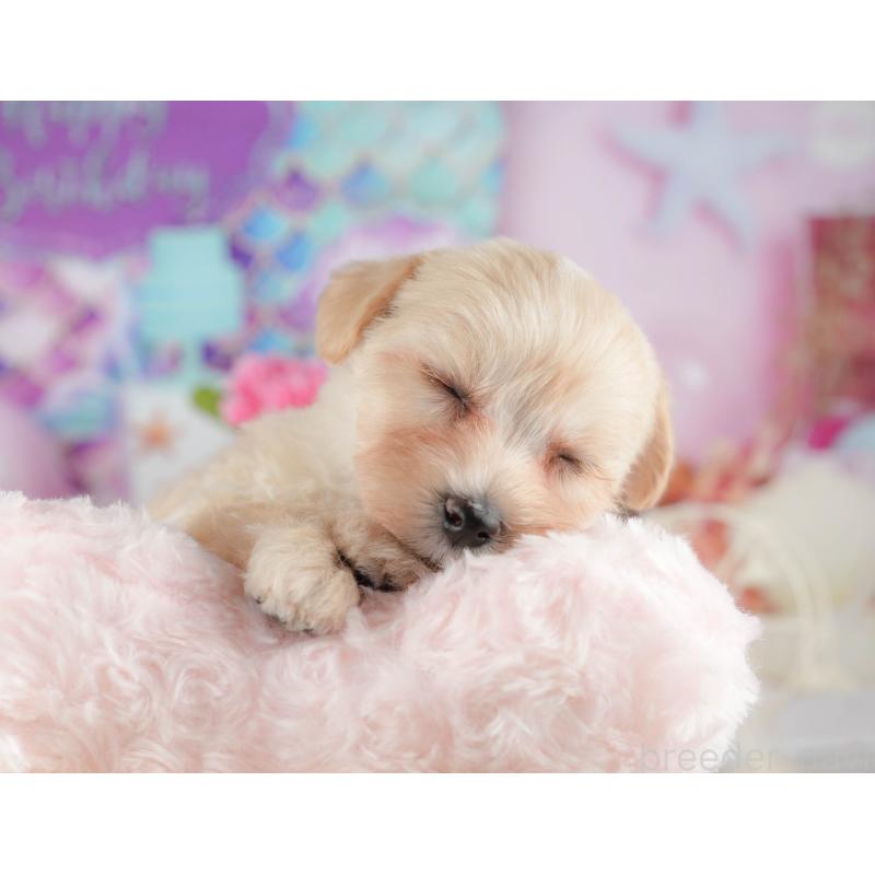 販売中の千葉県のマルプー:マルチーズ×トイプードル-422898の6枚目