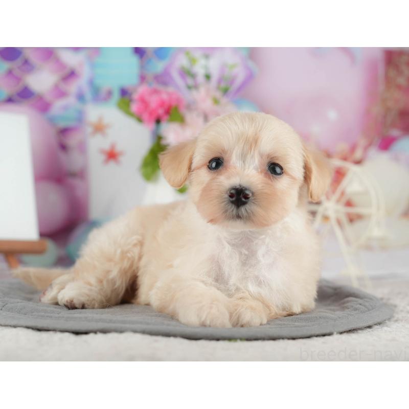 販売中の千葉県のマルプー:マルチーズ×トイプードル-422898の5枚目