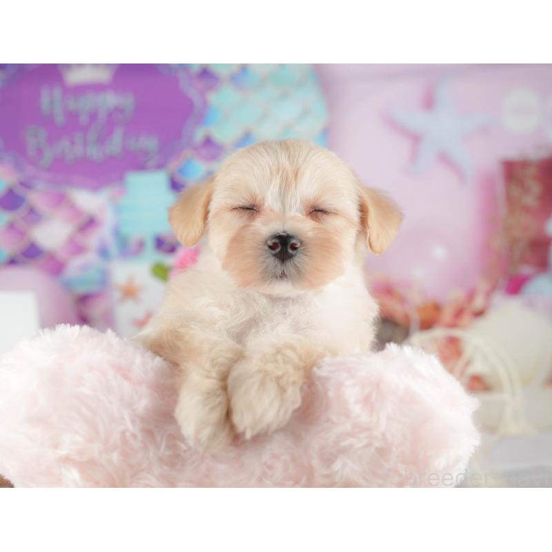 販売中の千葉県のマルプー:マルチーズ×トイプードル-422898の4枚目