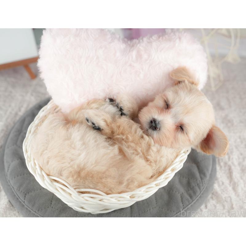 販売中の千葉県のマルプー:マルチーズ×トイプードル-422898の3枚目