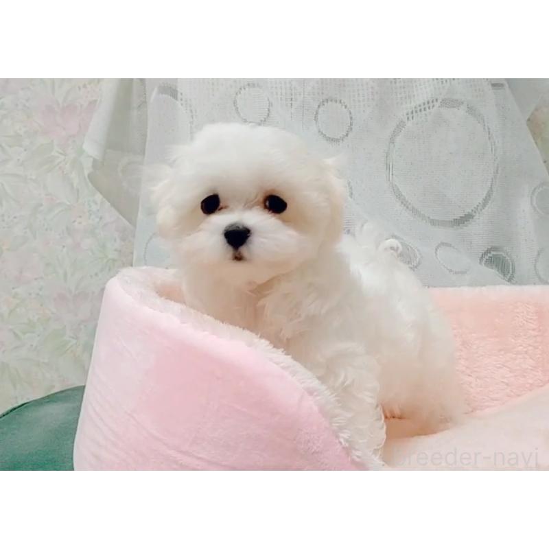 販売中の鳥取県のマルチーズ-416395の2枚目