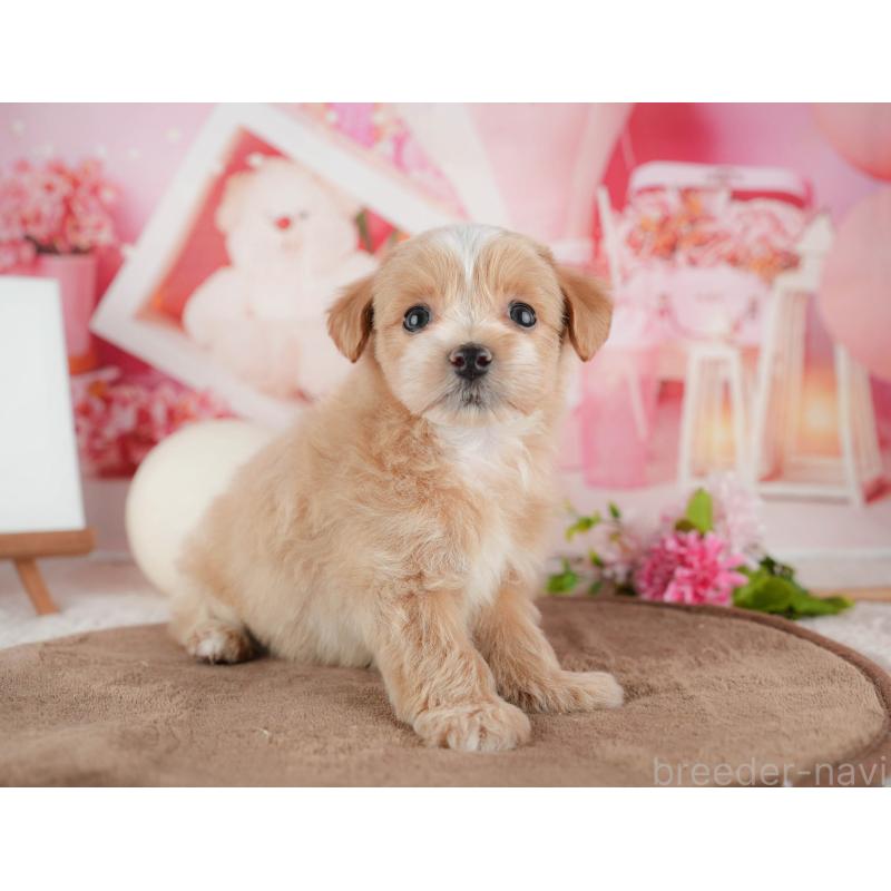 販売中の千葉県のマルプー:マルチーズ×トイプードル-422770の11枚目