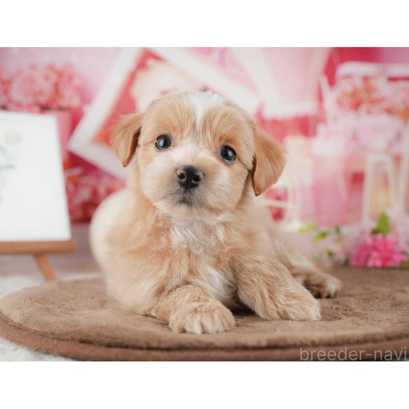 販売中の千葉県のマルプー:マルチーズ×トイプードル-422770の10枚目