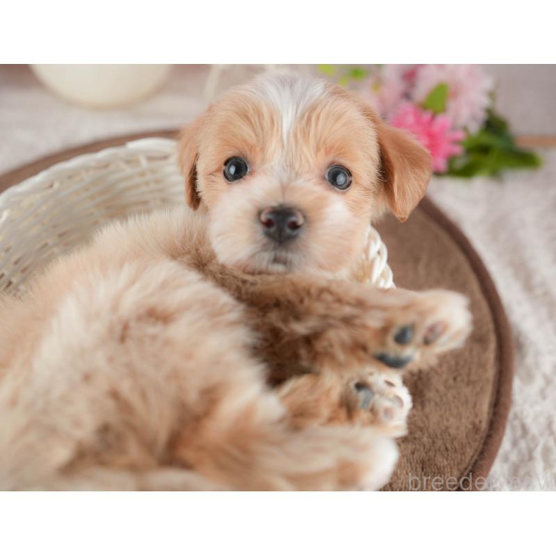 販売中の千葉県のマルプー:マルチーズ×トイプードル-422770の8枚目