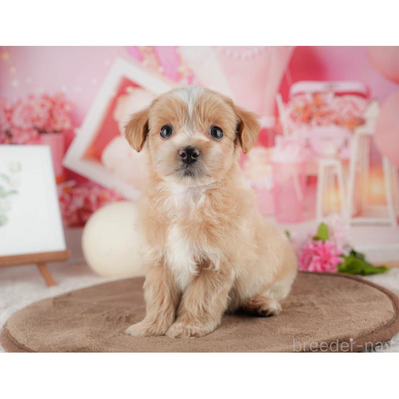 販売中の千葉県のマルプー:マルチーズ×トイプードル-422770の7枚目