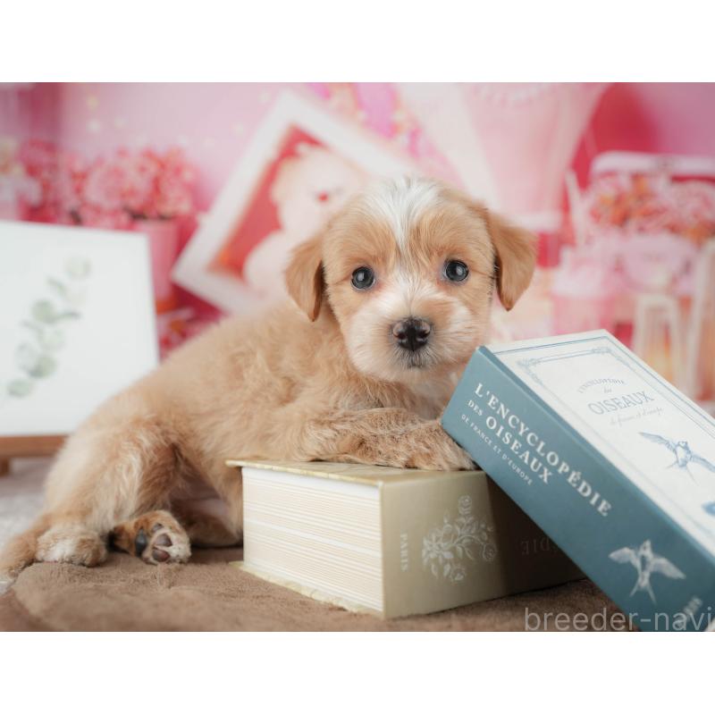 販売中の千葉県のマルプー:マルチーズ×トイプードル-422770の6枚目