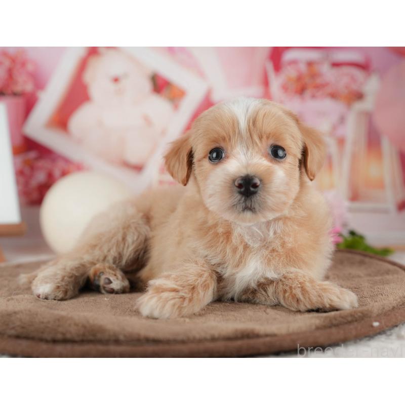 販売中の千葉県のマルプー:マルチーズ×トイプードル-422770の5枚目