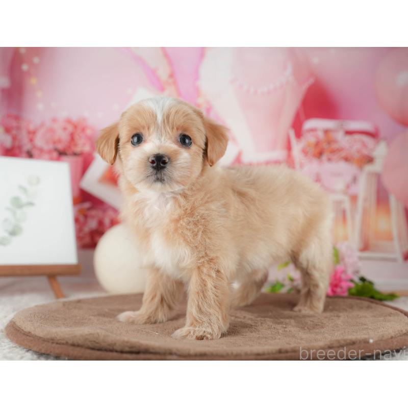 販売中の千葉県のマルプー:マルチーズ×トイプードル-422770の4枚目