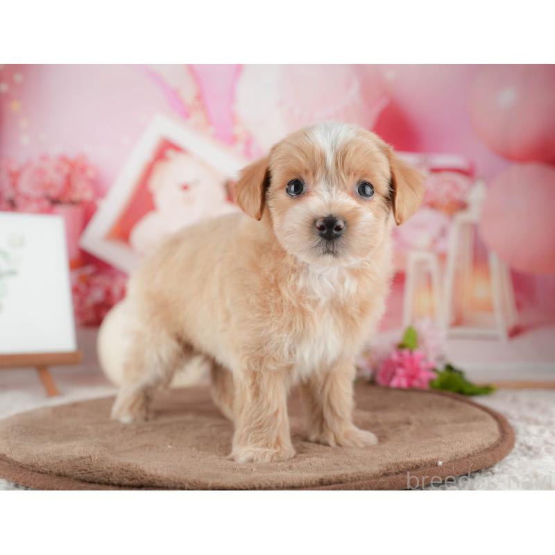 販売中の千葉県のマルプー:マルチーズ×トイプードル-422770の3枚目