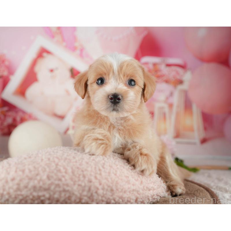 販売中の千葉県のマルプー:マルチーズ×トイプードル-422770の2枚目