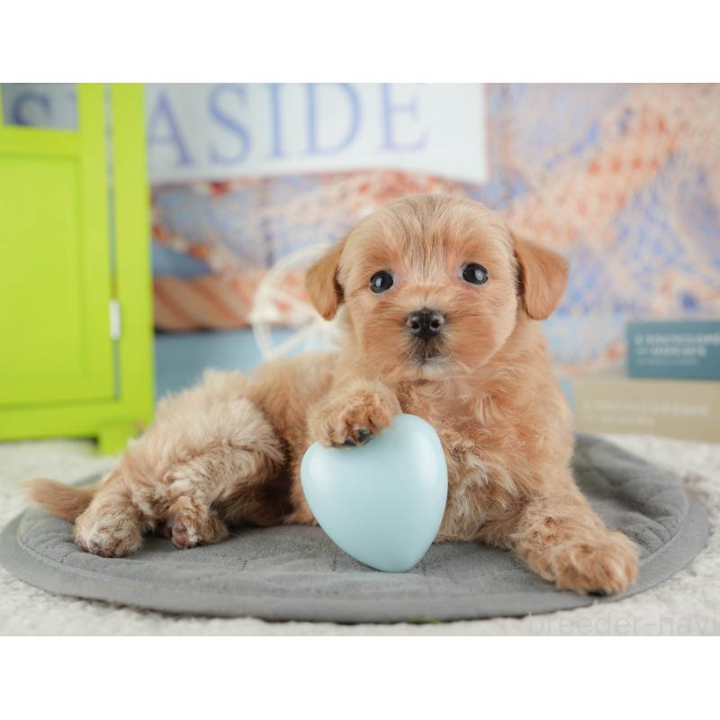 販売中の千葉県のマルプー:マルチーズ×トイプードル-422767の11枚目