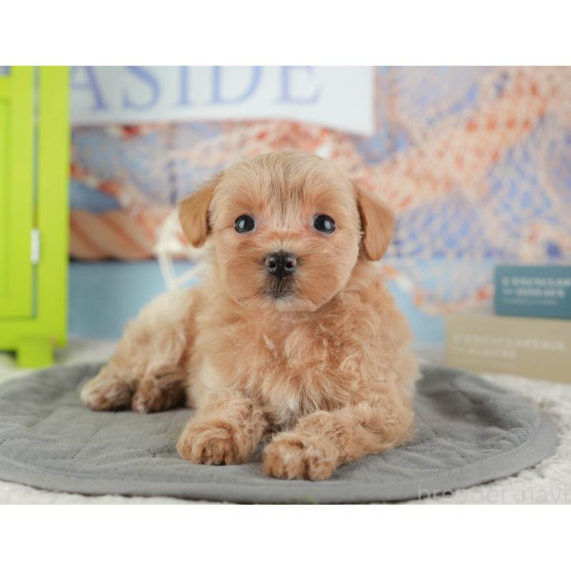 販売中の千葉県のマルプー:マルチーズ×トイプードル-422767の8枚目