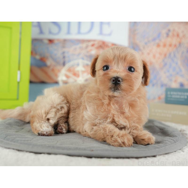 販売中の千葉県のマルプー:マルチーズ×トイプードル-422767の7枚目