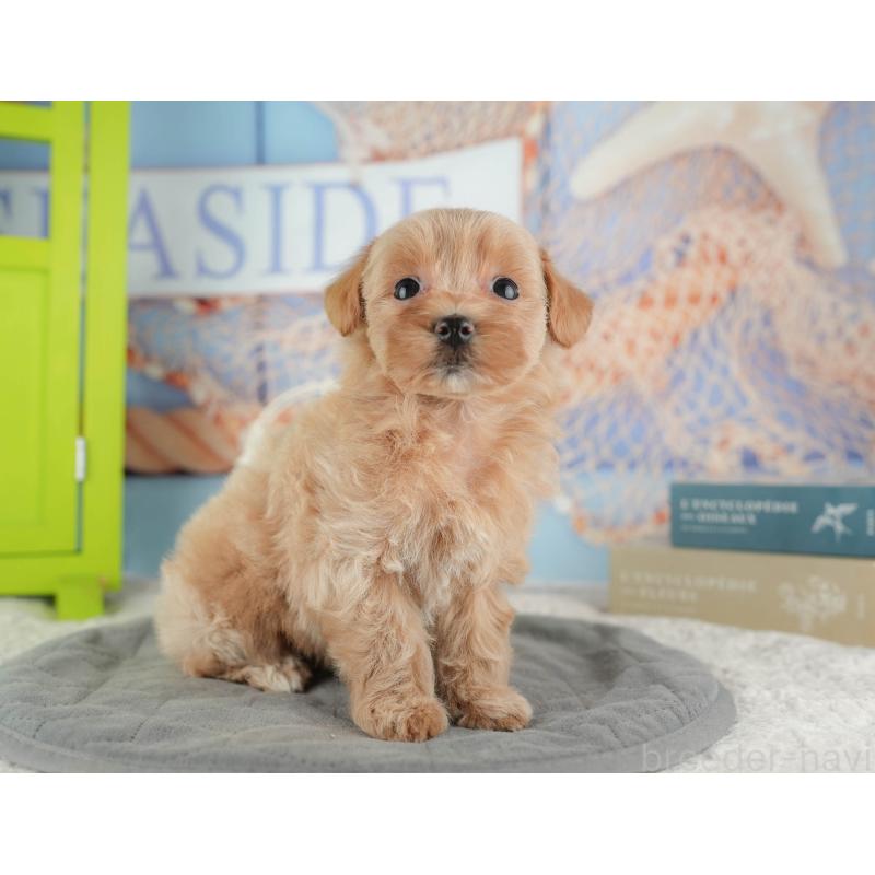 販売中の千葉県のマルプー:マルチーズ×トイプードル-422767の6枚目