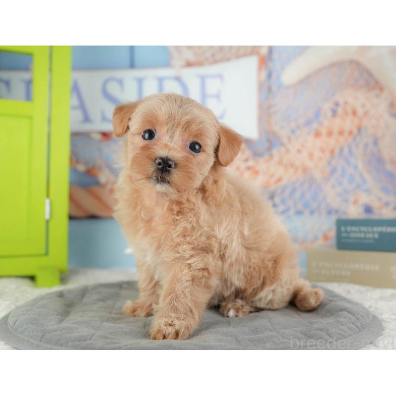 販売中の千葉県のマルプー:マルチーズ×トイプードル-422767の4枚目