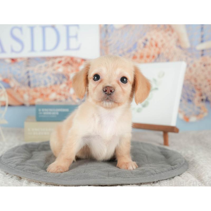 販売中の千葉県のチワックス:チワワ×ミニチュアダックスフンド-422764