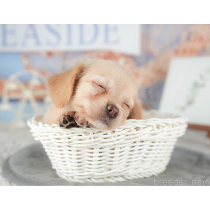 販売中の千葉県のチワックス:チワワ×ミニチュアダックスフンド-422764の9枚目