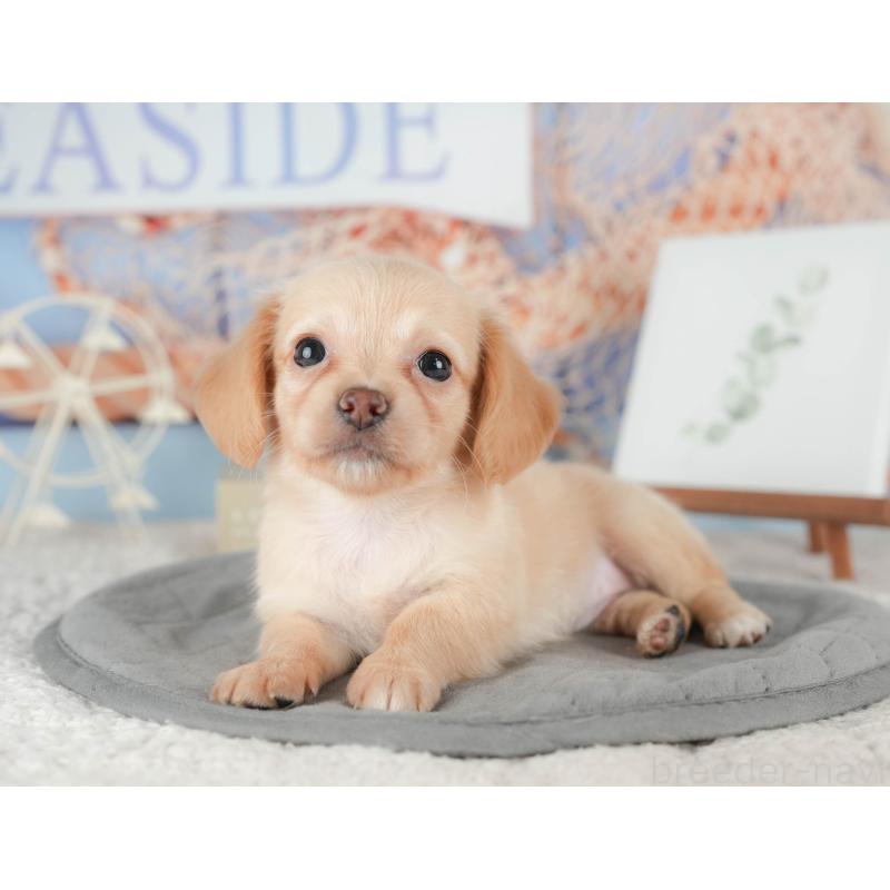 販売中の千葉県のチワックス:チワワ×ミニチュアダックスフンド-422764の7枚目