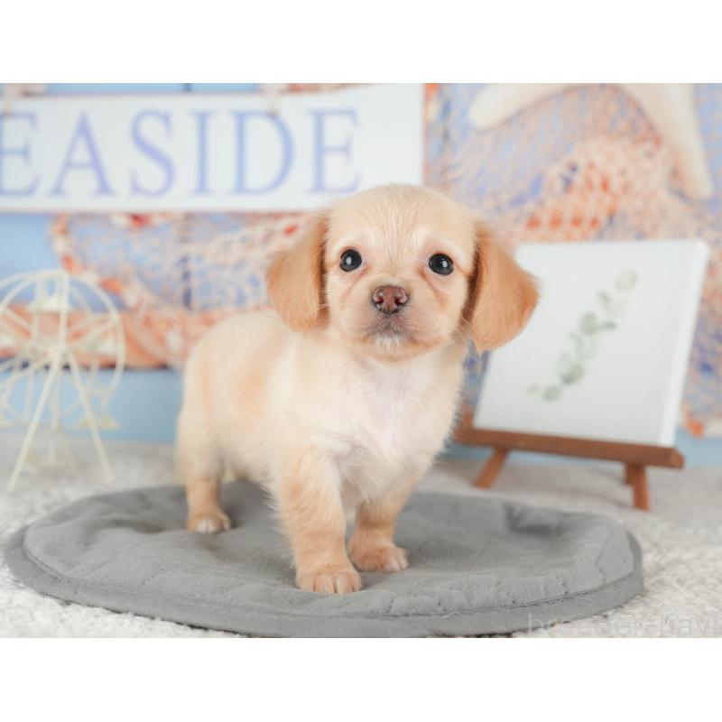 販売中の千葉県のチワックス:チワワ×ミニチュアダックスフンド-422764の6枚目