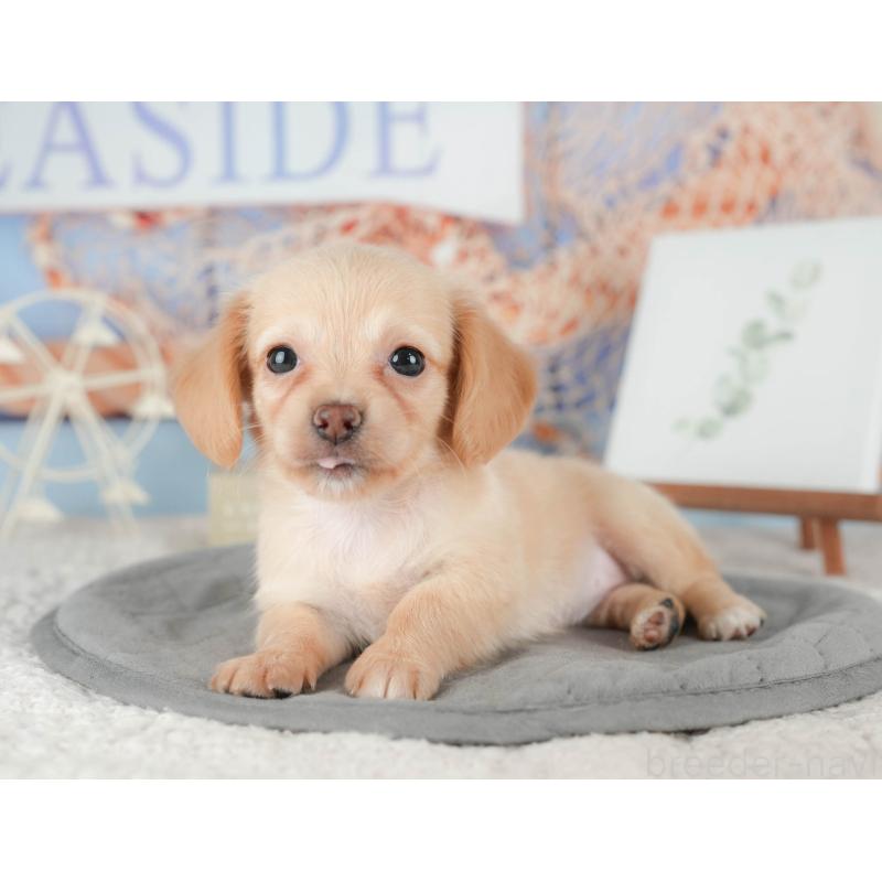 販売中の千葉県のチワックス:チワワ×ミニチュアダックスフンド-422764の5枚目