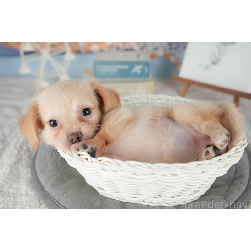 販売中の千葉県のチワックス:チワワ×ミニチュアダックスフンド-422764の4枚目