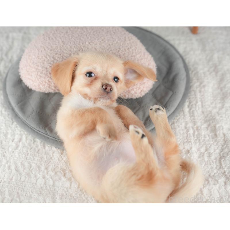 販売中の千葉県のチワックス:チワワ×ミニチュアダックスフンド-422764の3枚目