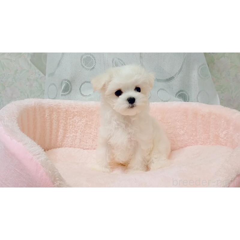 販売中の鳥取県のマルチーズ-415288の2枚目