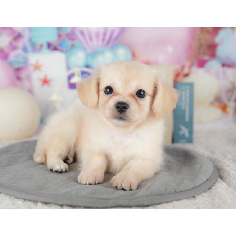 販売中ののチワックス:チワワ×ミニチュアダックスフンド-422761