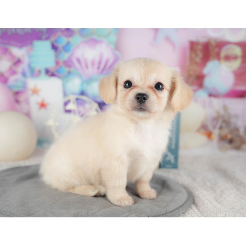 販売中の千葉県のチワックス:チワワ×ミニチュアダックスフンド-422761の8枚目