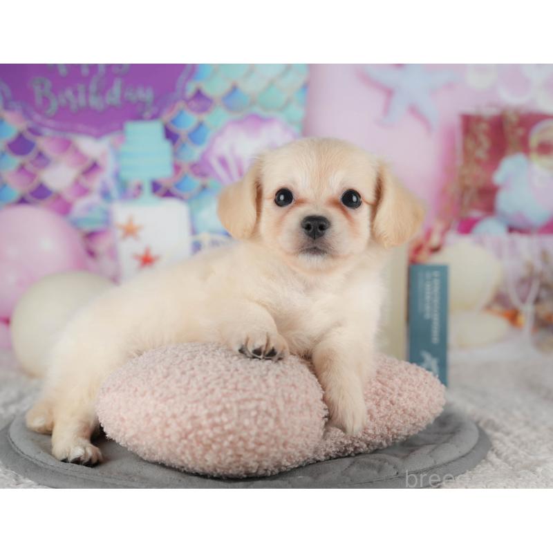 販売中の千葉県のチワックス:チワワ×ミニチュアダックスフンド-422761の7枚目