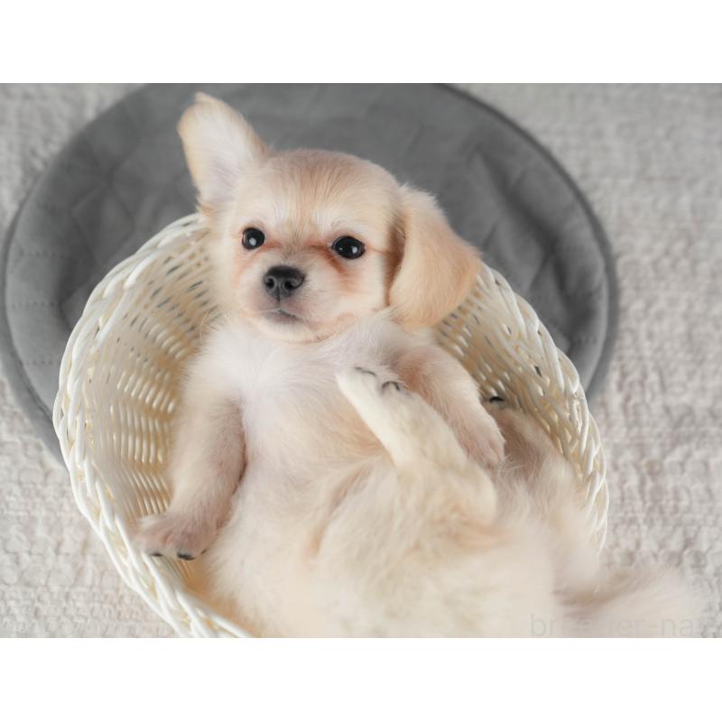 販売中の千葉県のチワックス:チワワ×ミニチュアダックスフンド-422761の4枚目