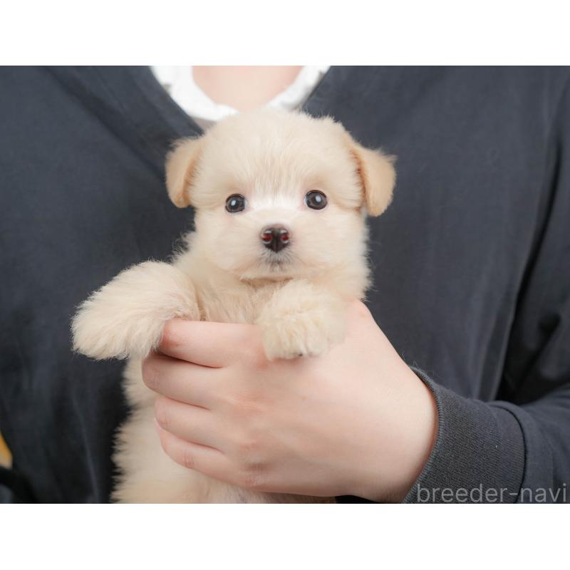 販売中の栃木県のポメプー:ポメラニアン×トイプードル-422712の9枚目